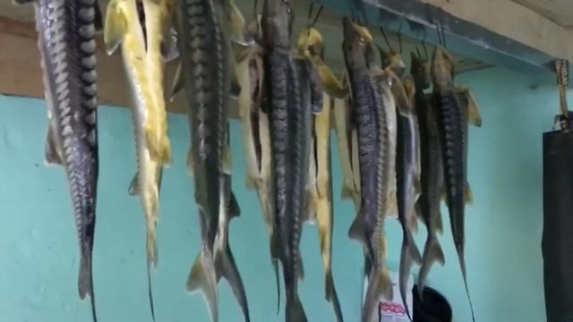 Засолка рыбы и икры в домашних условиях