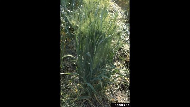 ЯЧМЕНЬ (HORDEUM) сем. Мятликовых смотреть онлайн