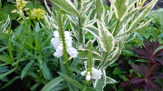 💞💞💞 Флокси квітують райдугою,зачаровують красою квітів!#квітнесадочок#величніфлокси смотреть онлайн