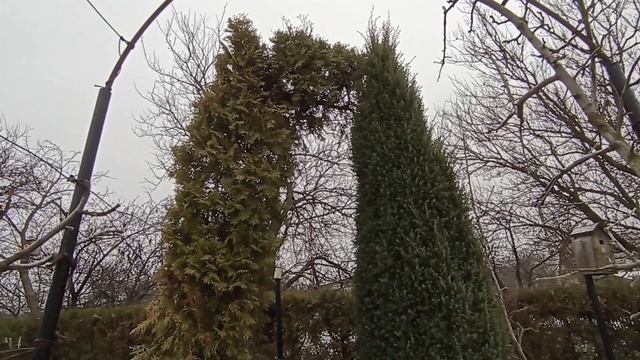 Арка - как форма топиарной стрижки. У нас классно! Дача своими руками смотреть онлайн