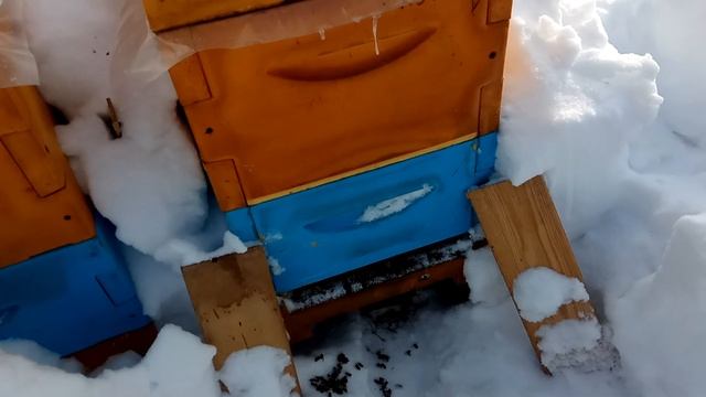 Зимовка среднерусских пчел в лесу часть 3 смотреть онлайн