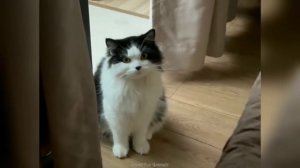 Забавные животные №64