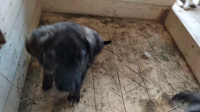 Малыши из приюта. смотреть онлайн