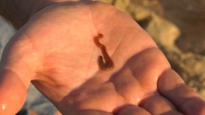 Рыбалка с фидером на Азовском море. Пиленгас и кефаль на лиманского червя.