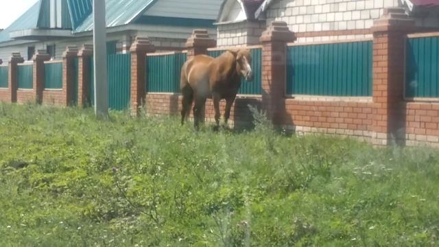 Модный КОНЬ!!! смотреть онлайн