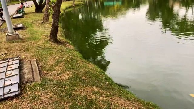 Огромные живые вараны в центре города! Люмпини парк, Бангкок. смотреть онлайн