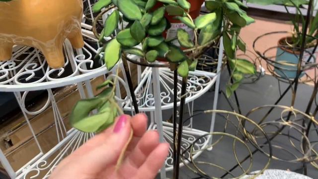 Растение ХОЙЯ 🪴 4 разновидности или одна и та же? Красивая, ароматная и такая разная! смотреть онлайн