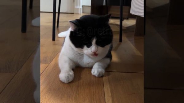 Наконец-то поймал красную точку и сьел её! 😸