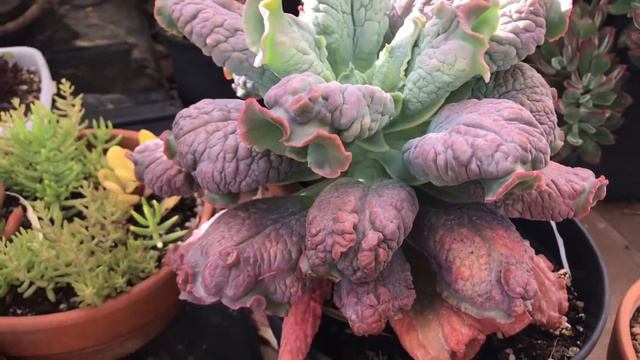 Echeverias Rulosas y Resistentes ¿Qué opinas? смотреть онлайн