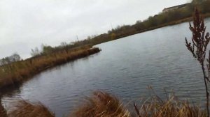 Продолжаем ловить андатру..(норки атакуют)...