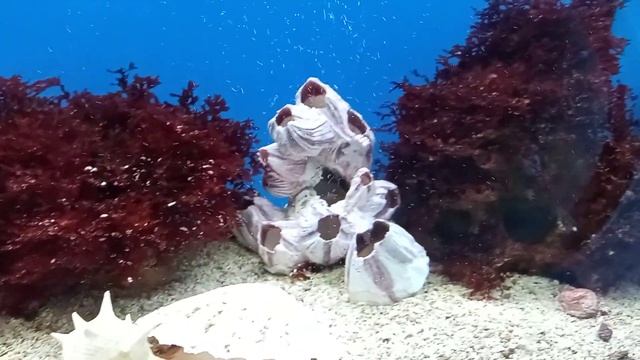 24 июня 2021 г. Калининград Музей Мирового океана ??? Andrey Slim ✌️?? 8(931)102-49-50 ??? смотреть онлайн