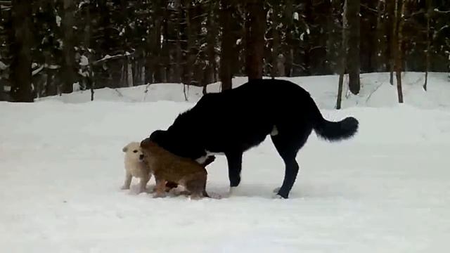 Собака и два щенка смотреть онлайн