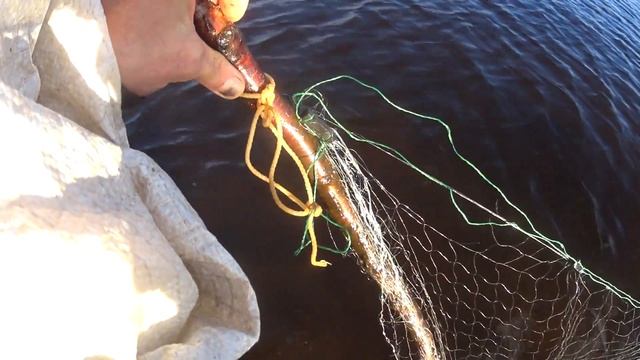 Рыбалка на Белом море!Споймал сеткой камбалы мешок! смотреть онлайн