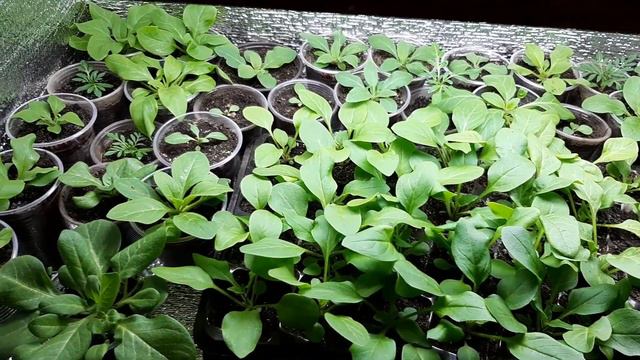My petunias/ Мої петунії/ Мои петунии. смотреть онлайн