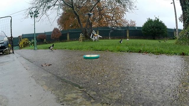 Птицы которые ВСЕГДА хотят Кушать! Кормление Диких Птиц Сороки | Birds Life смотреть онлайн