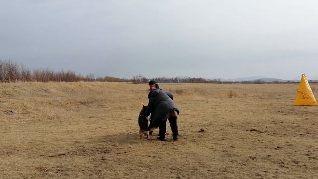 12.  выражено/пож OSTEN STERN OLESYA (Schturm Feetback – Osten Stern Zlata)