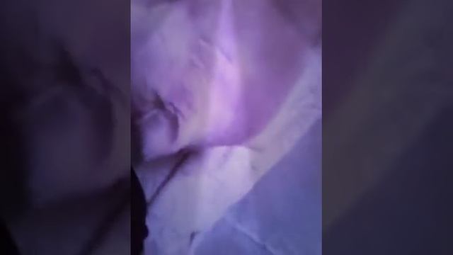 Агрессивный кот танцует и кайфует смотреть онлайн