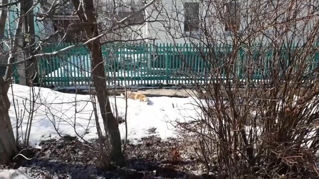 У Попа была собака смотреть онлайн