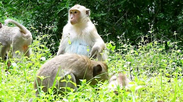 New Update ! Pigtail Baby Monkey Torres Release Into Amber Troop By Bonita to Adopt And Care, смотреть онлайн