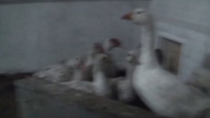 Ниппельные поилки для птиц своими руками (утки, гуси)  - пример сборки  и монтажа