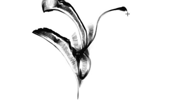 Macadamia (30.08.2021) смотреть онлайн