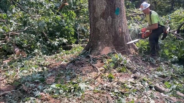 Last tree, Its a great tree in a really bad spot!!! Hat Giveaway! смотреть онлайн