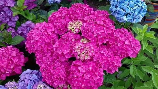 Гортензия Крупнолистная. Обзор 2023 г. смотреть онлайн