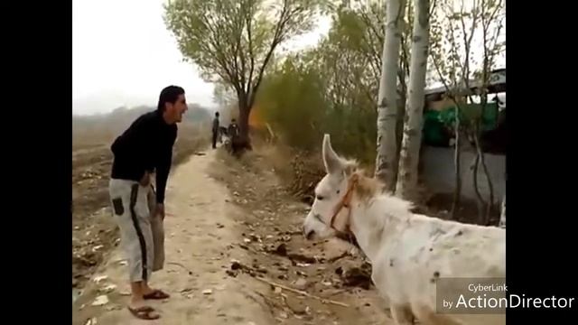 душевный разговор с ослом прикол 2018 ¥¥¥ смотреть онлайн