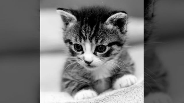 Картинки кошек..... смотреть онлайн