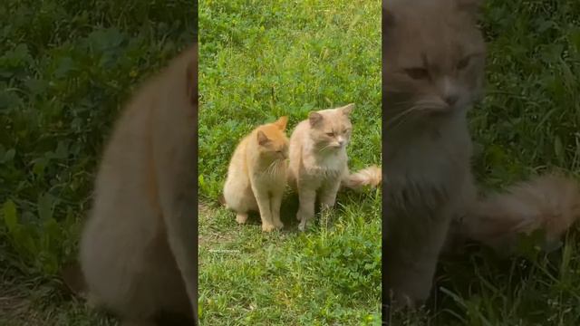 Кошачья милота смотреть онлайн