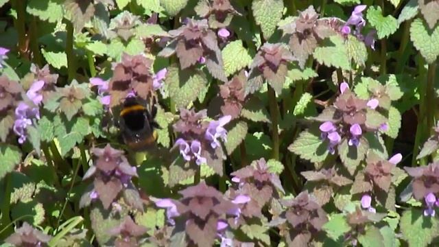 Шмель собирает мед 19.04.11 смотреть онлайн