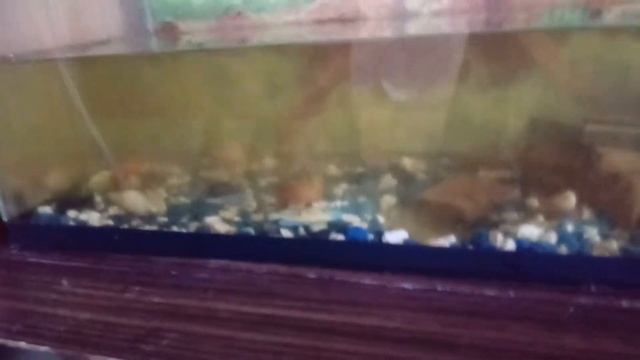 * Уход за рыбками* Меняем воду в аквариуме. смотреть онлайн