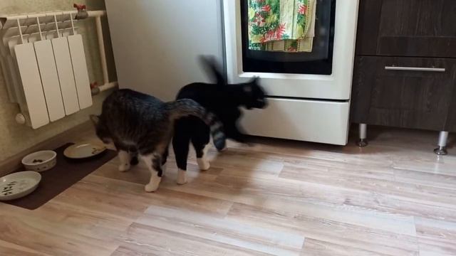 Коты хотят кушать - пришло время обеда! смотреть онлайн