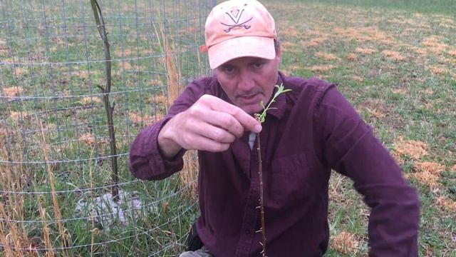 How To Grow A Weeping Willow Tree From Cuttings смотреть онлайн