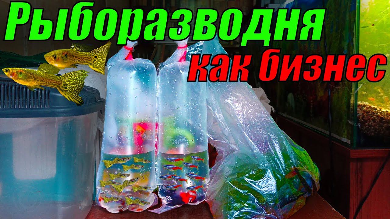 Рыборазводня как бизнес! Заказы идут один за одним! смотреть онлайн