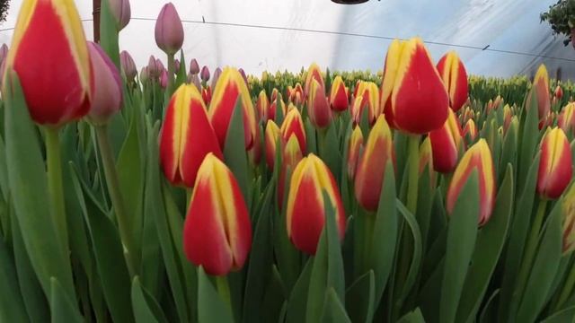 Какое охлаждение тюльпанов выбрать?Наше местное или Голландское. Эксперемент с сортом Бангкок смотреть онлайн