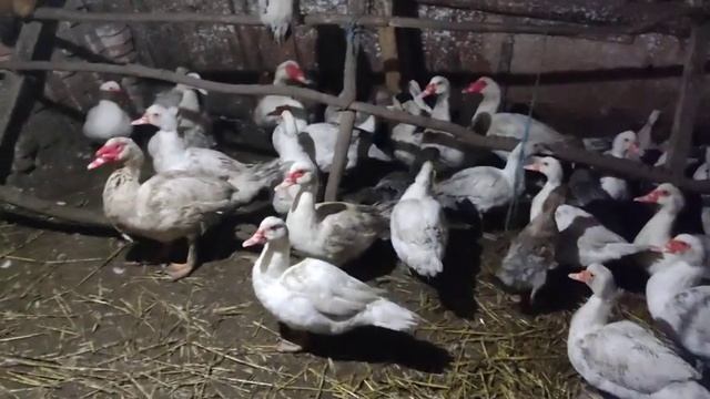 Гуси Мамуты, мускусные утки Немецкой линии смотреть онлайн