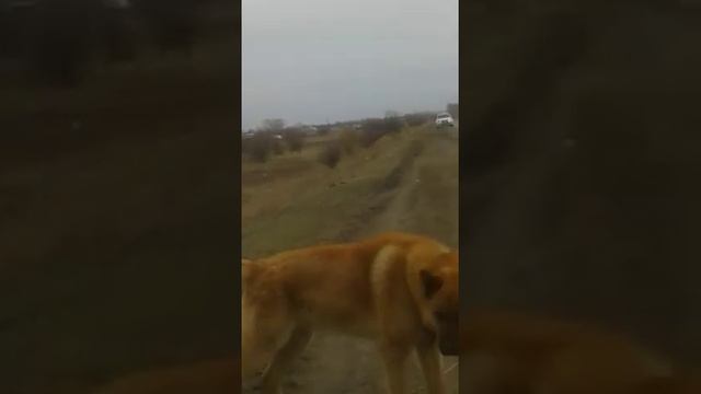 Хатико ждёт хозяина 15 дней в Казахстане город Семей смотреть онлайн