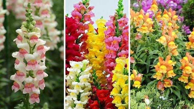 Рассказываю какие неприхотливые цветы посеять под зиму. Они будут цвести пышно в саду смотреть онлайн