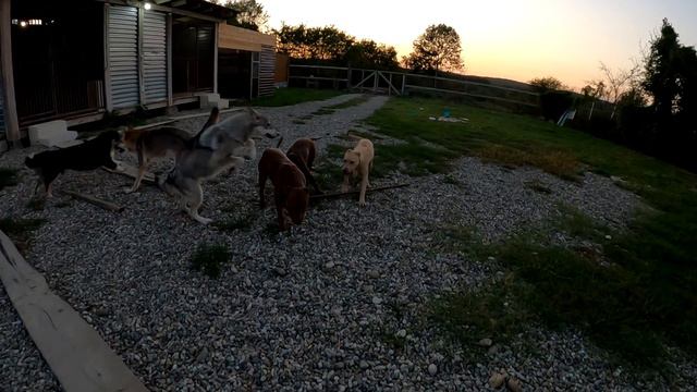 Быстрый ролик пока основной тупит) Доброго вечера от бандитов! Питбуль/ВОлк/Дворняжка. смотреть онлайн