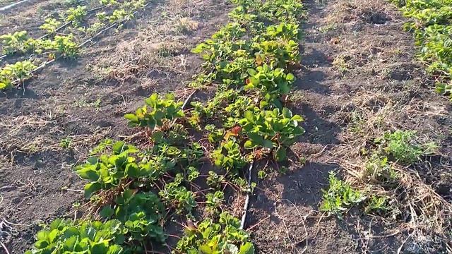 Рассада клубники на осень 2019г. смотреть онлайн