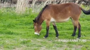 КТО ТАКИЕ МУЛЫ РАЗВЕДЕНИЕ МУЛОВ