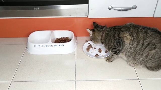 Как подружить кота и воробья смотреть онлайн