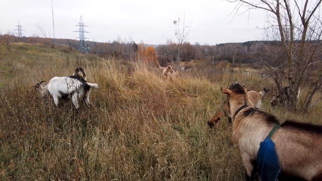 Два слова пока пасусь смотреть онлайн