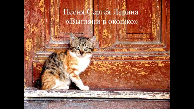Настя Задорожная не похожа на эту кошку смотреть онлайн