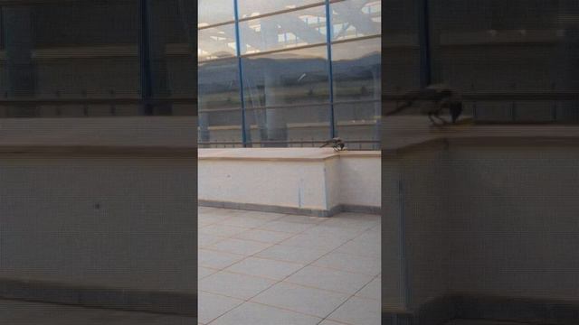 Умная ворона, Խելացի ագռավ,crow смотреть онлайн