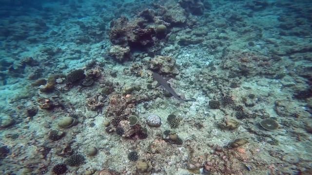 Holiday in Maldives: Omadhoo and Dhigurah (2022) смотреть онлайн