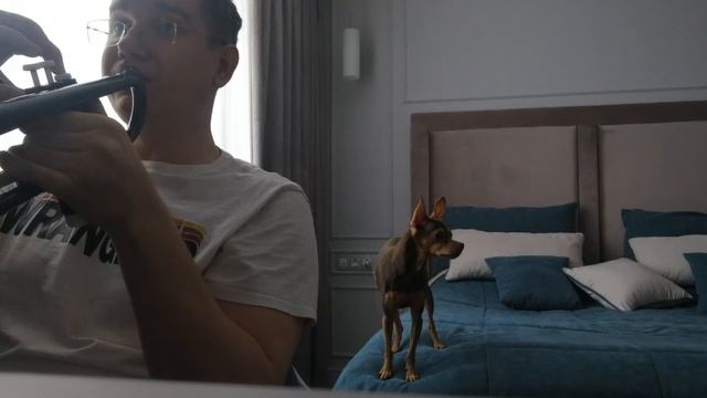 Той-терьер Чип поёт смотреть онлайн