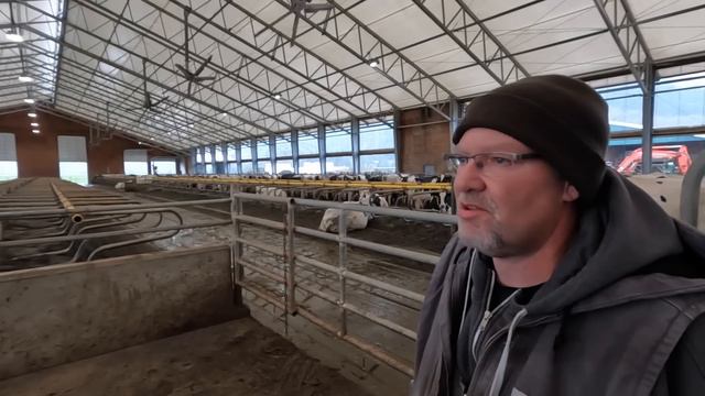 Milking 280 Cows With GEA Milking Robots! British Columbia смотреть онлайн