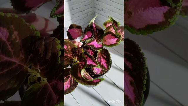 Моя маленькая коллекция колеусов ?